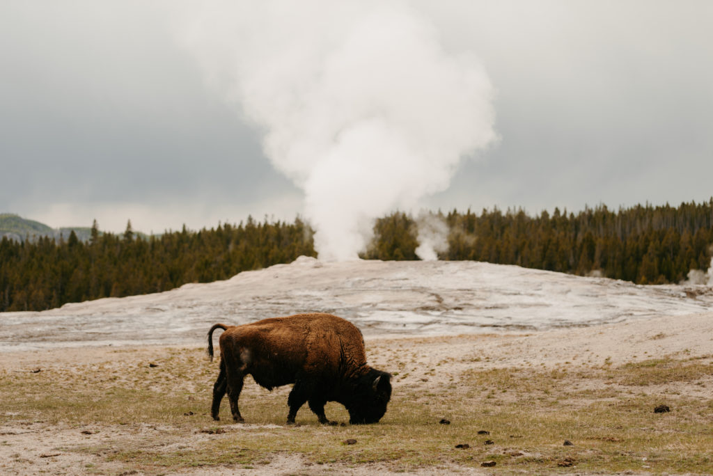 Yellowstone National Park, Wyoming Engagement Adventure Session Couple Wild